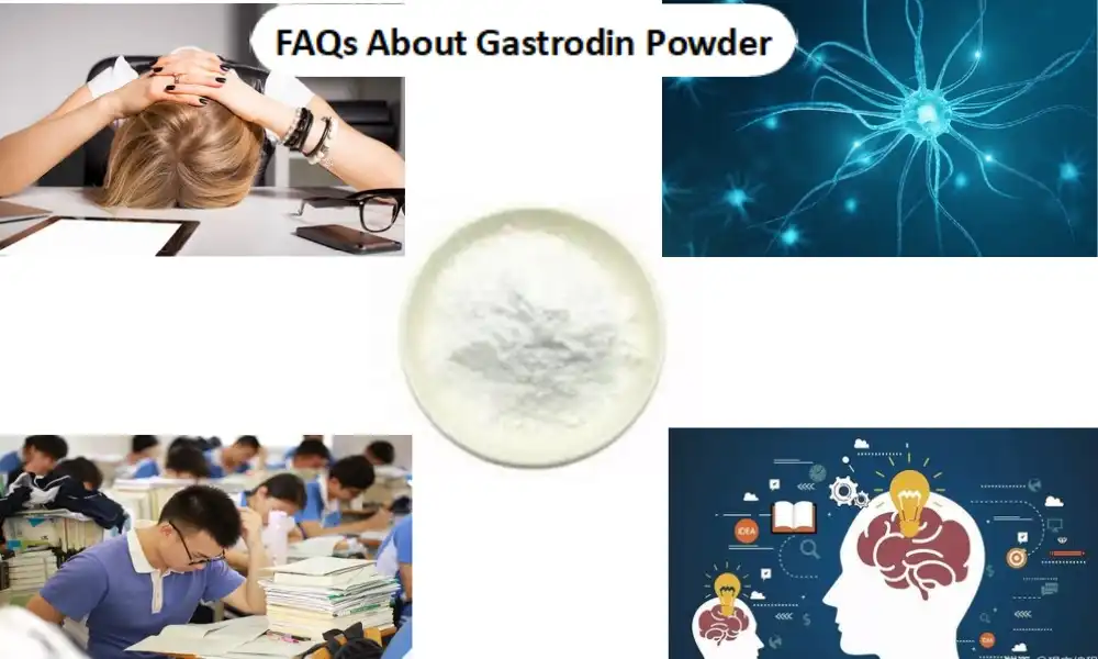 FAQs About Gastrodin Powder